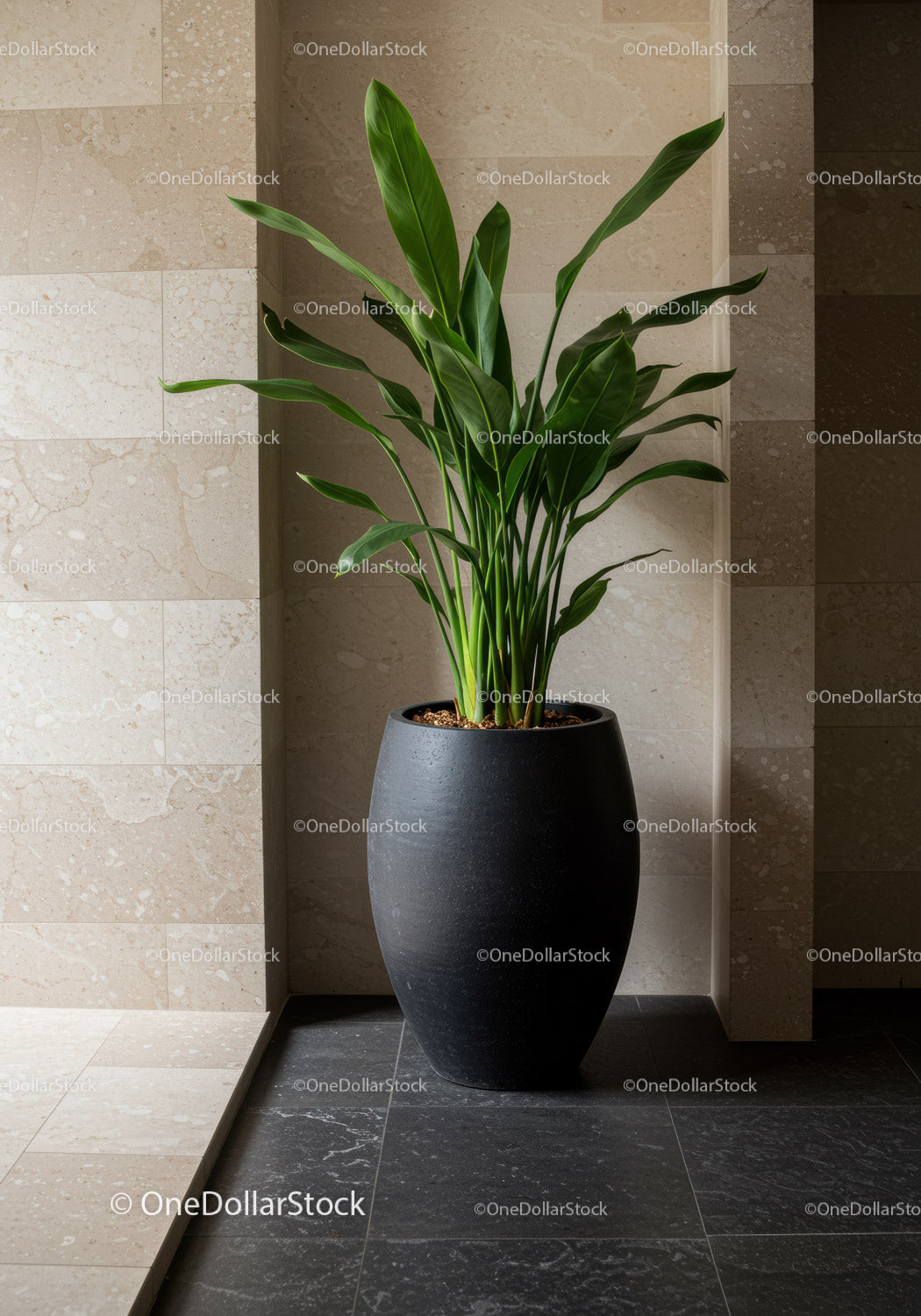 Tall Indoor Green Plant in Black Pot for Modern Interior Decor