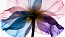 Delicate translucent flower petals with colorful light