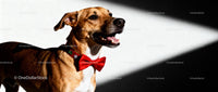Happy dog wearing festive red bow tie indoors