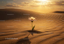 Single white flower blooming in desert sand dunes