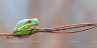 Close-up of a Green Tree Frog Resting on a Branch in Nature
