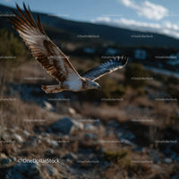 Majestic Eagle Soaring Over Mountain Wilderness Landscape