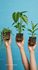 Hands Holding Three Different Indoor Green Plants