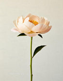 Delicate pale peach peony flower with green leaves