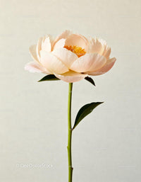 Delicate pale peach peony flower with green leaves