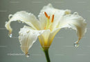 Close-up of White Lily with Water Droplets in a Soft Focus Background