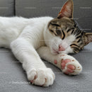 Peaceful Tabby Cat Sleeping on Cozy Gray Sofa