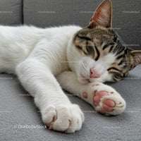 Peaceful Tabby Cat Sleeping on Cozy Gray Sofa