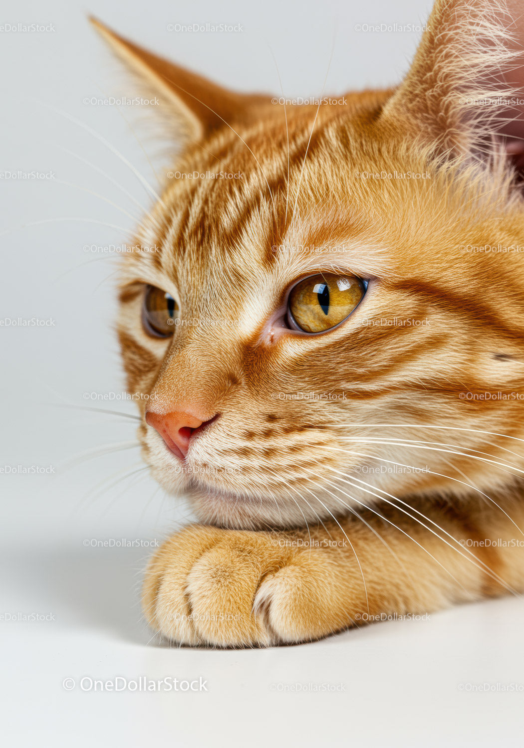 Close up of thoughtful ginger cat resting its head on paw