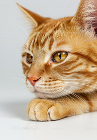 Close up of thoughtful ginger cat resting its head on paw