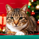 Tabby cat resting by festive Christmas decorations