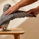 African Grey Parrot Being Gently Handled Indoors