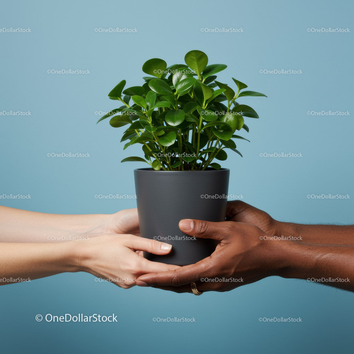 Two people exchanging a potted green plant indoors