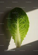 Fresh green lettuce leaf isolated on white surface