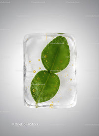 Fresh Green Leaves Frozen Inside Clear Ice Cube