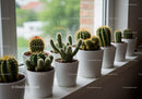 Assorted Cactus and Succulent Plants in White Pots on Windowsill