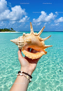 Large Conch Shell on Beautiful Tropical Seaside Beach