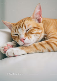 Orange tabby cat peacefully sleeping on soft surface