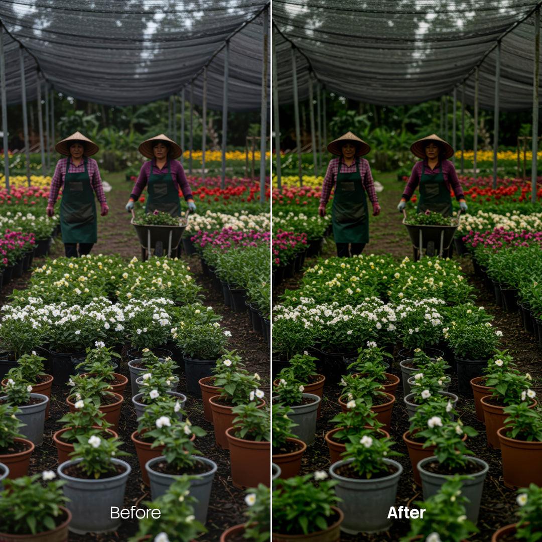 Botanics XMP presets color grading preview
