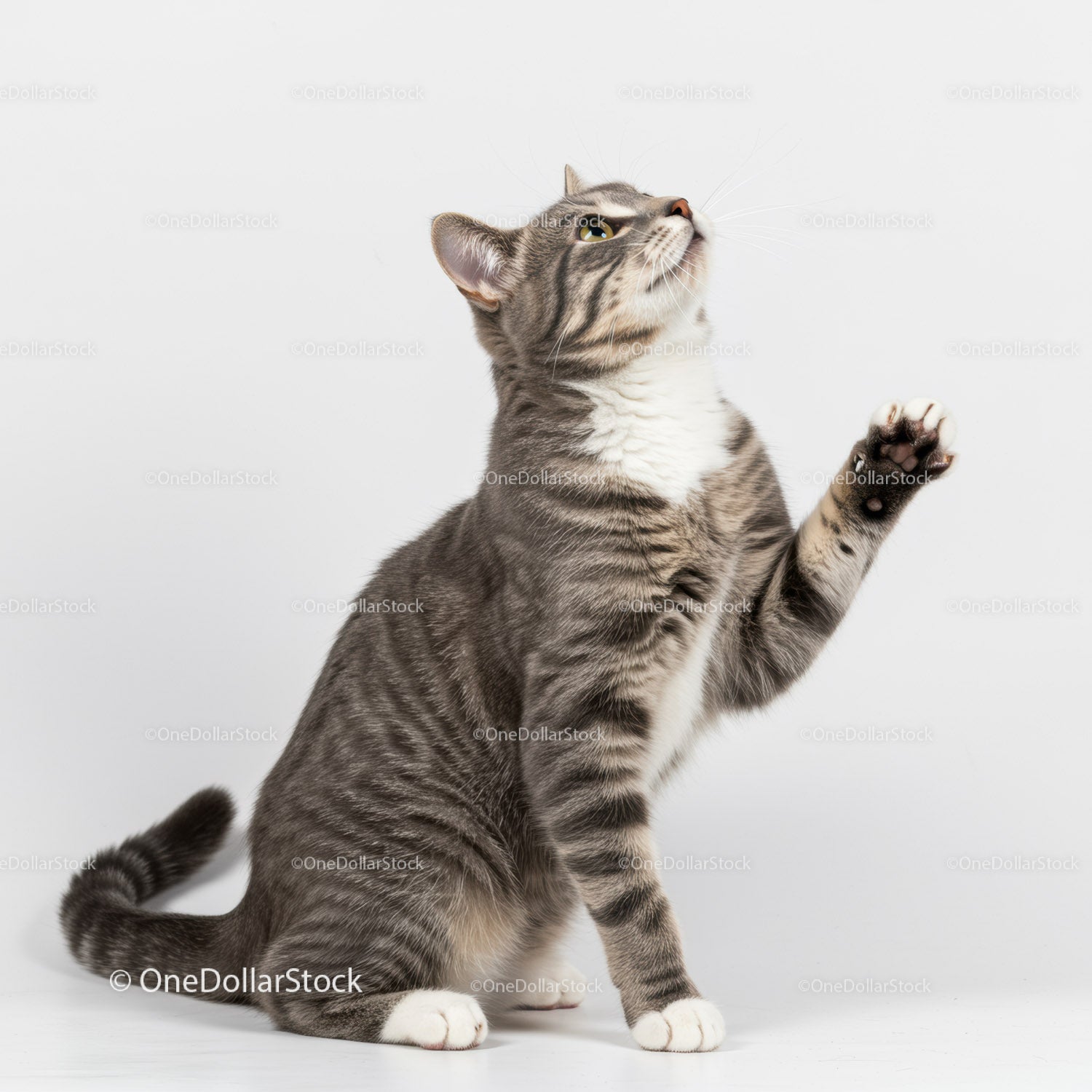 Curious gray tabby cat reaching upward with paw