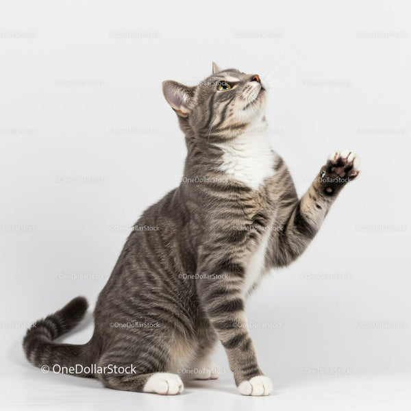 Curious gray tabby cat reaching upward with paw