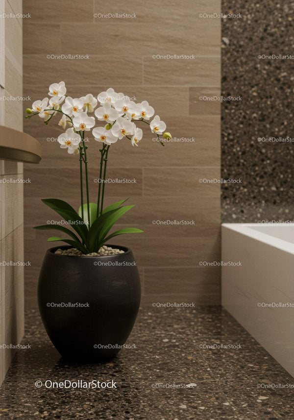 White Orchid in Black Pot for Elegant Home Decor and Interior Design
