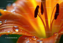 Close-Up of Orange Lily Flower with Water Droplets and Stamen