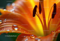 Close-Up of Orange Lily Flower with Water Droplets and Stamen