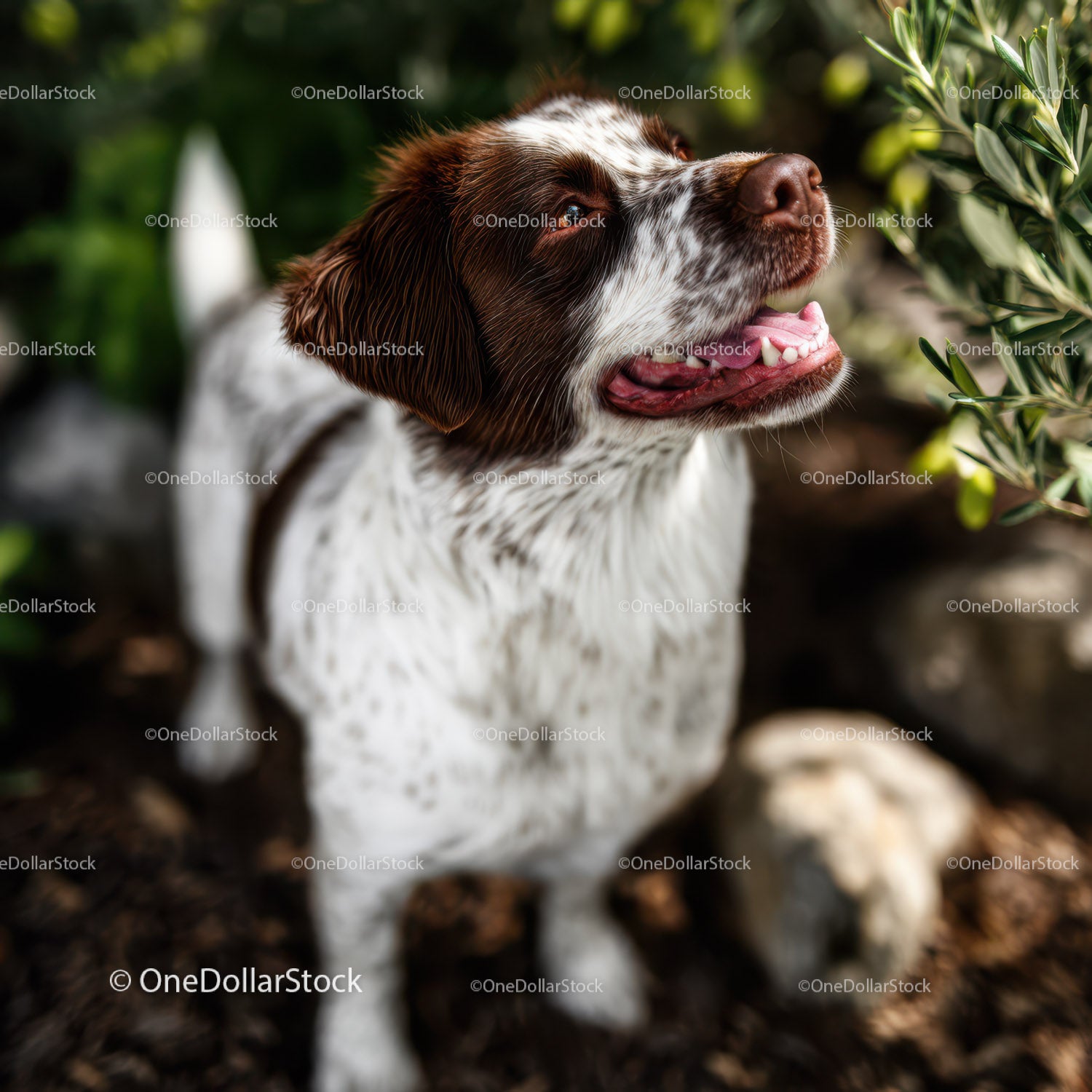 Cheerful Spaniel Dog Enjoying Nature on Lush Green Trail