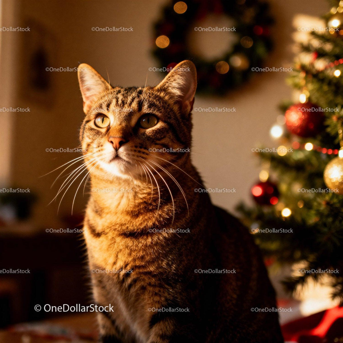 Tabby Cat Glowing by Christmas Tree Lights