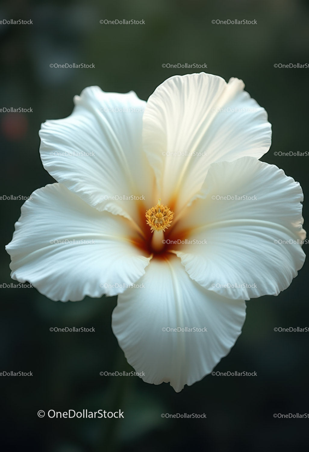 Elegant White Peony Bloom with Vibrant Orange Stamens