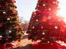 Sunlit Christmas Trees Decorated With Ornaments Outdoors
