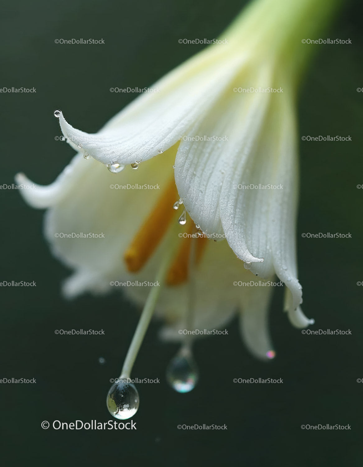 Close-Up of White Lily with Water Droplets on Soft Petals