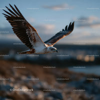 Sea Eagle in Flight Over Coastal Landscape with Majestic Wings