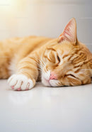 Sleeping orange tabby cat resting peacefully on floor