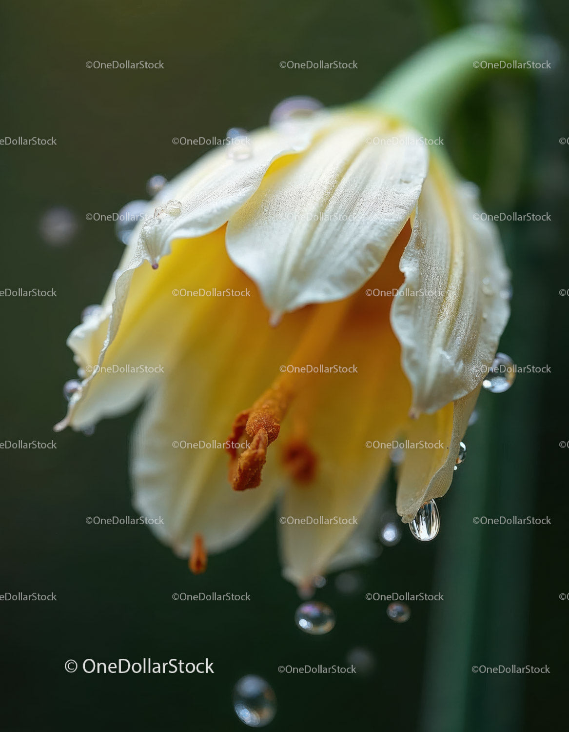 Close-up of White Lily with Dew Drops and Yellow Stamens