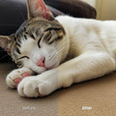 animal photography edit with Pets Lightroom presets