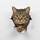 Curious Tabby Cat Peeking Through Torn Paper Hole