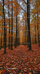 Peaceful Autumn Forest Path Covered with Fallen Leaves