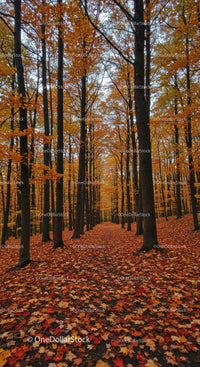 Peaceful Autumn Forest Path Covered with Fallen Leaves
