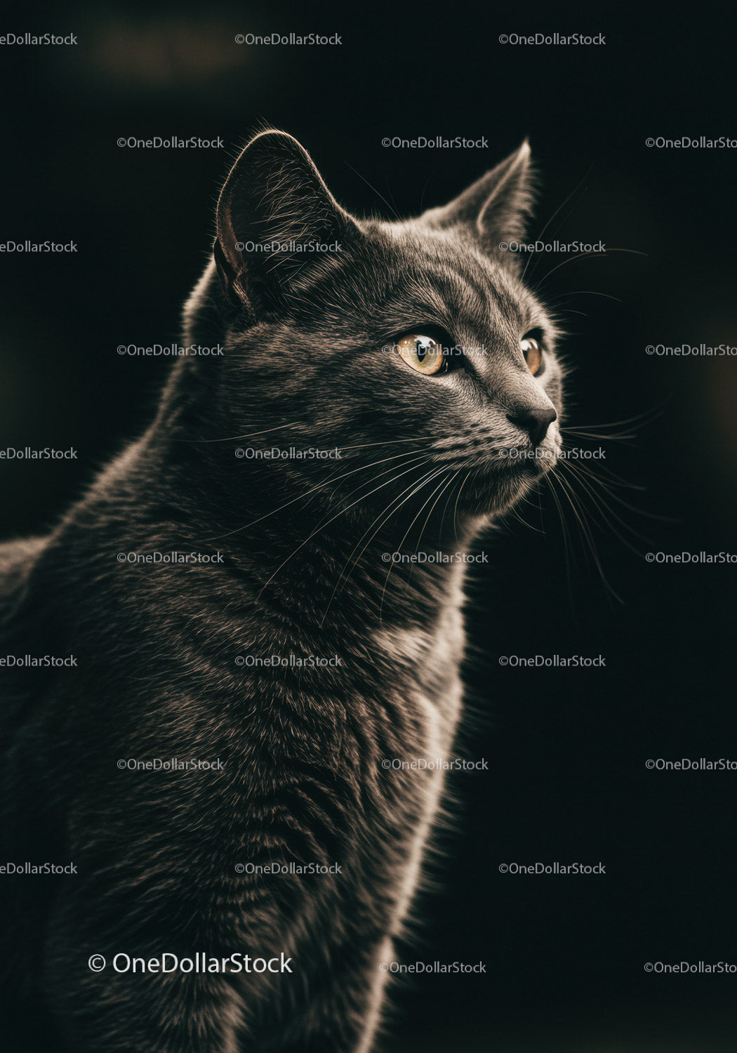 Gray cat with golden eyes looking into the distance