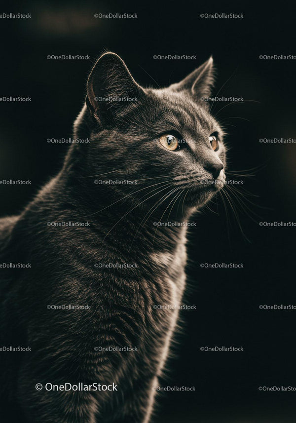 Gray cat with golden eyes looking into the distance