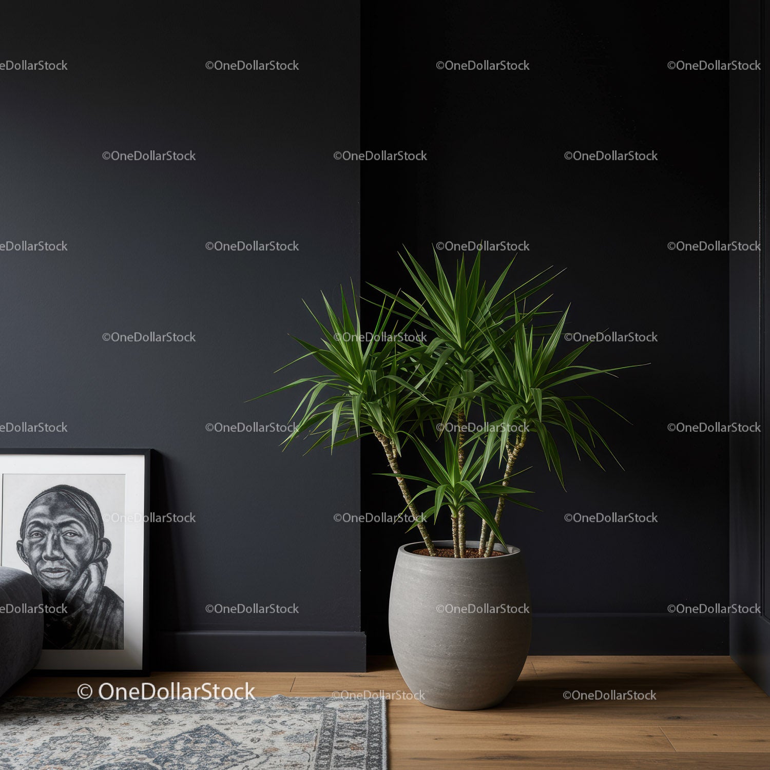 Elegancka zielona dracena w nowoczesnym wnętrzu z ciemną ścianą