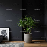 Elegant Green Dracaena Plant in Modern Interior with Dark Wall