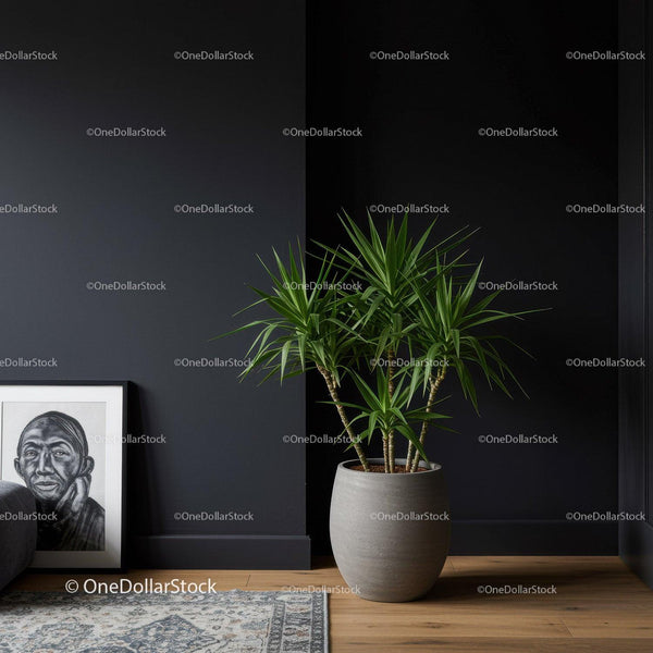 Elegant Green Dracaena Plant in Modern Interior with Dark Wall