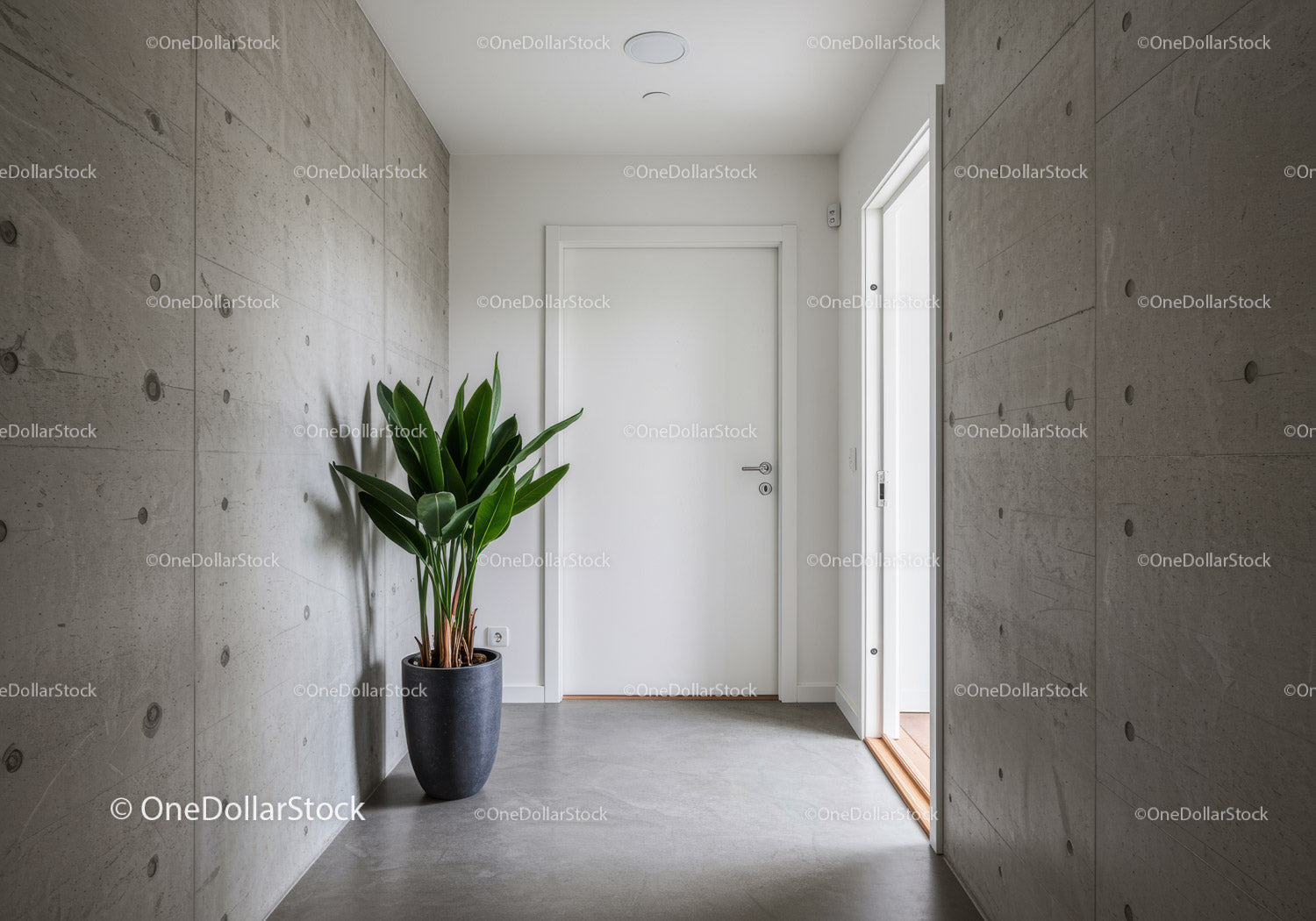 Modern Minimalist Indoor Hallway with Green Plant and Concrete Walls