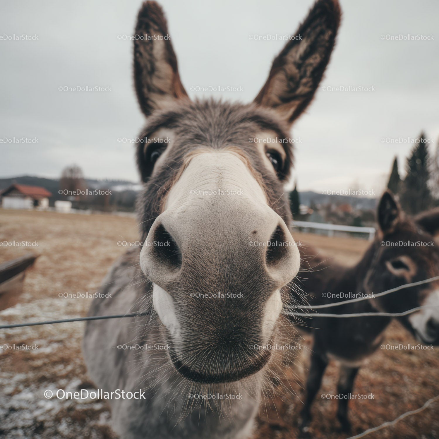 Close-Up of Donkey with Large Ears in Rural Farm Landscape