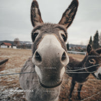 Close-Up of Donkey with Large Ears in Rural Farm Landscape