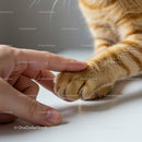 Human hand gently touching orange cat paw