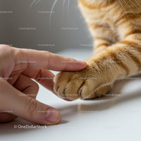 Human hand gently touching orange cat paw